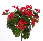 Oostenrijkse geranium (Pelargonium) 40cm